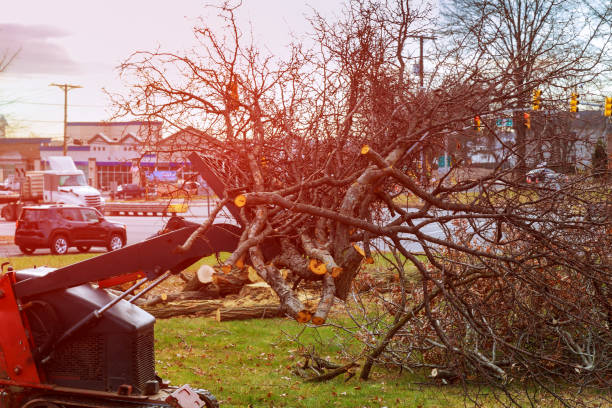 How Our Tree Care Process Works  in  Huntland, TN